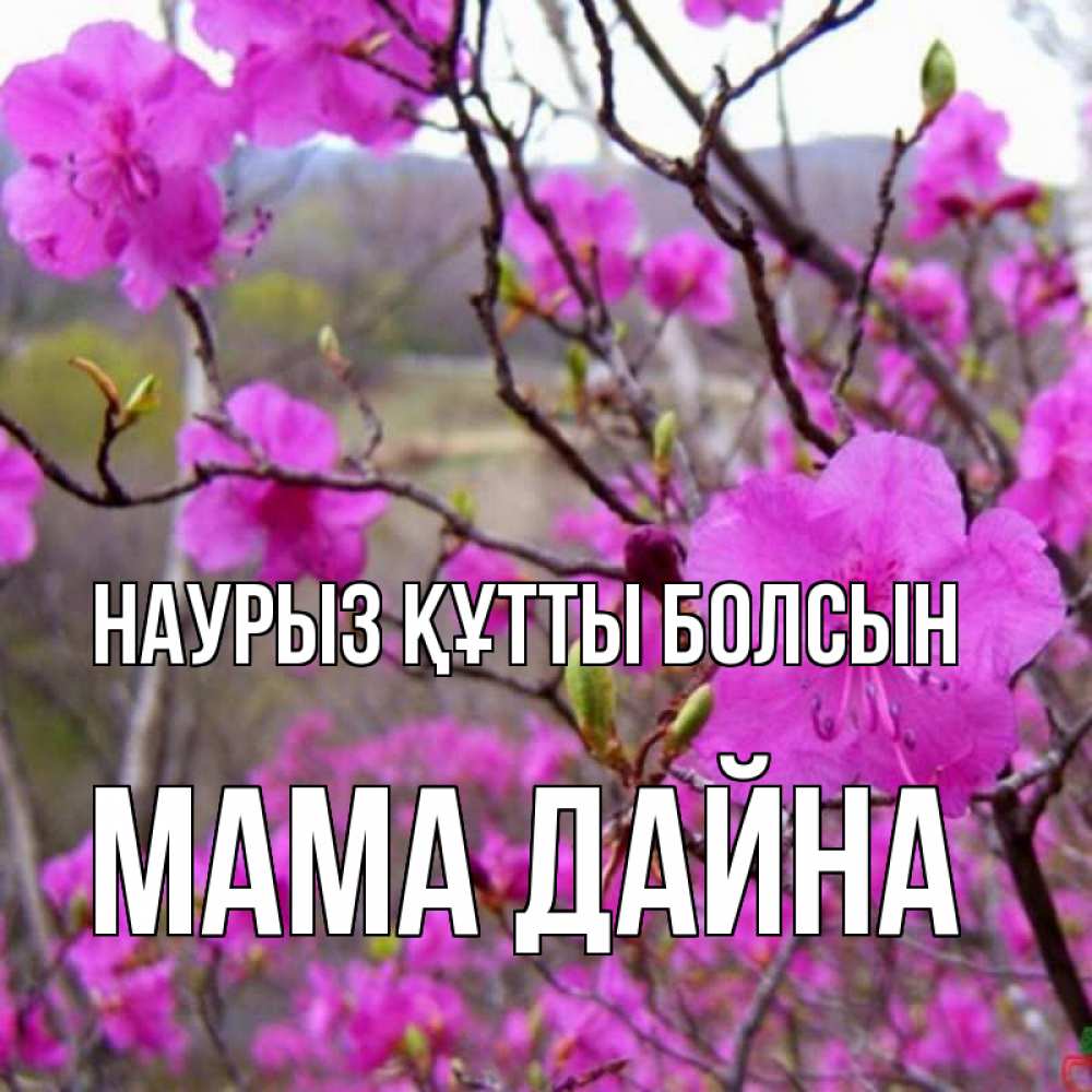 Открытка на каждый день с именем, Мама-Дайна Наурыз құтты болсын наурыз мейрамы кутты болсын Прикольная открытка с пожеланием онлайн скачать бесплатно 