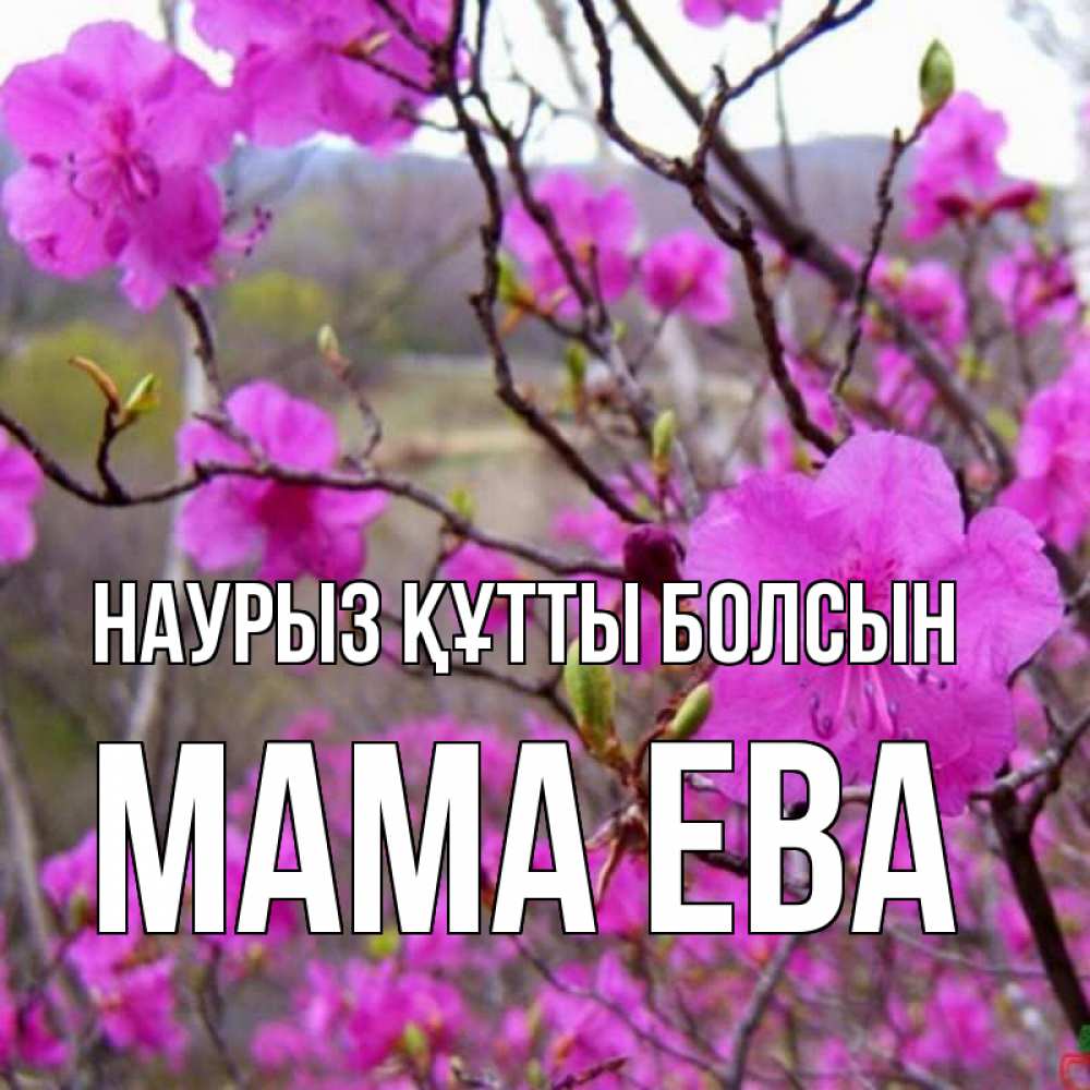 Открытка на каждый день с именем, Мама-Ева Наурыз құтты болсын наурыз мейрамы кутты болсын Прикольная открытка с пожеланием онлайн скачать бесплатно 