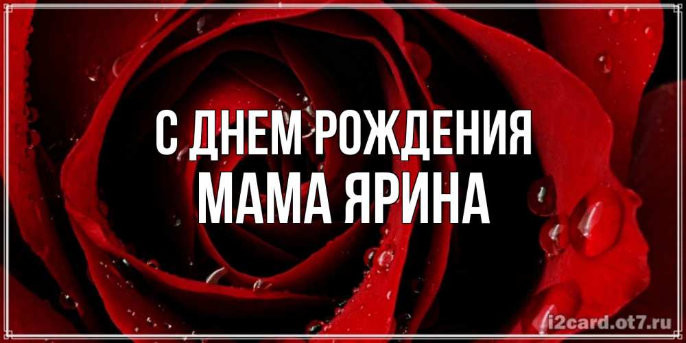 Открытка на каждый день с именем, Мама-Ярина С днем рождения крупная бордовая роза Прикольная открытка с пожеланием онлайн скачать бесплатно 