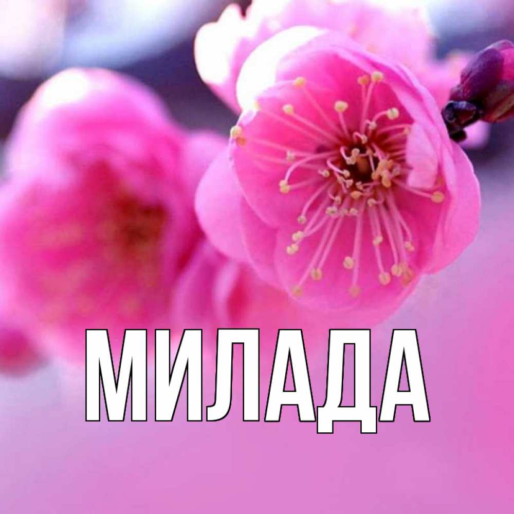 Открытка на каждый день с именем, Милада Главная наурыз мейрам Прикольная открытка с пожеланием онлайн скачать бесплатно 