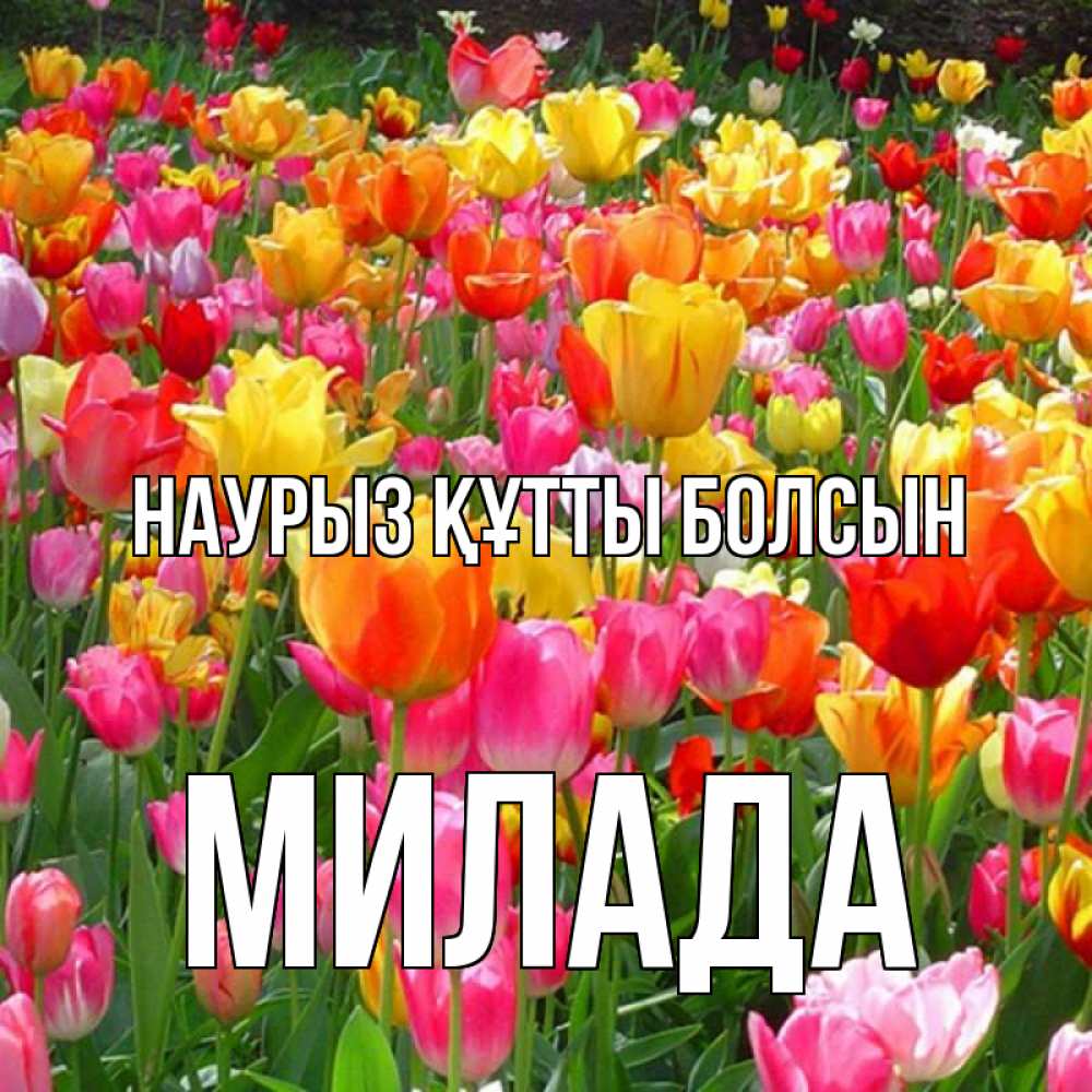 Открытка на каждый день с именем, Милада Наурыз құтты болсын на наурыз  ура ура Прикольная открытка с пожеланием онлайн скачать бесплатно 