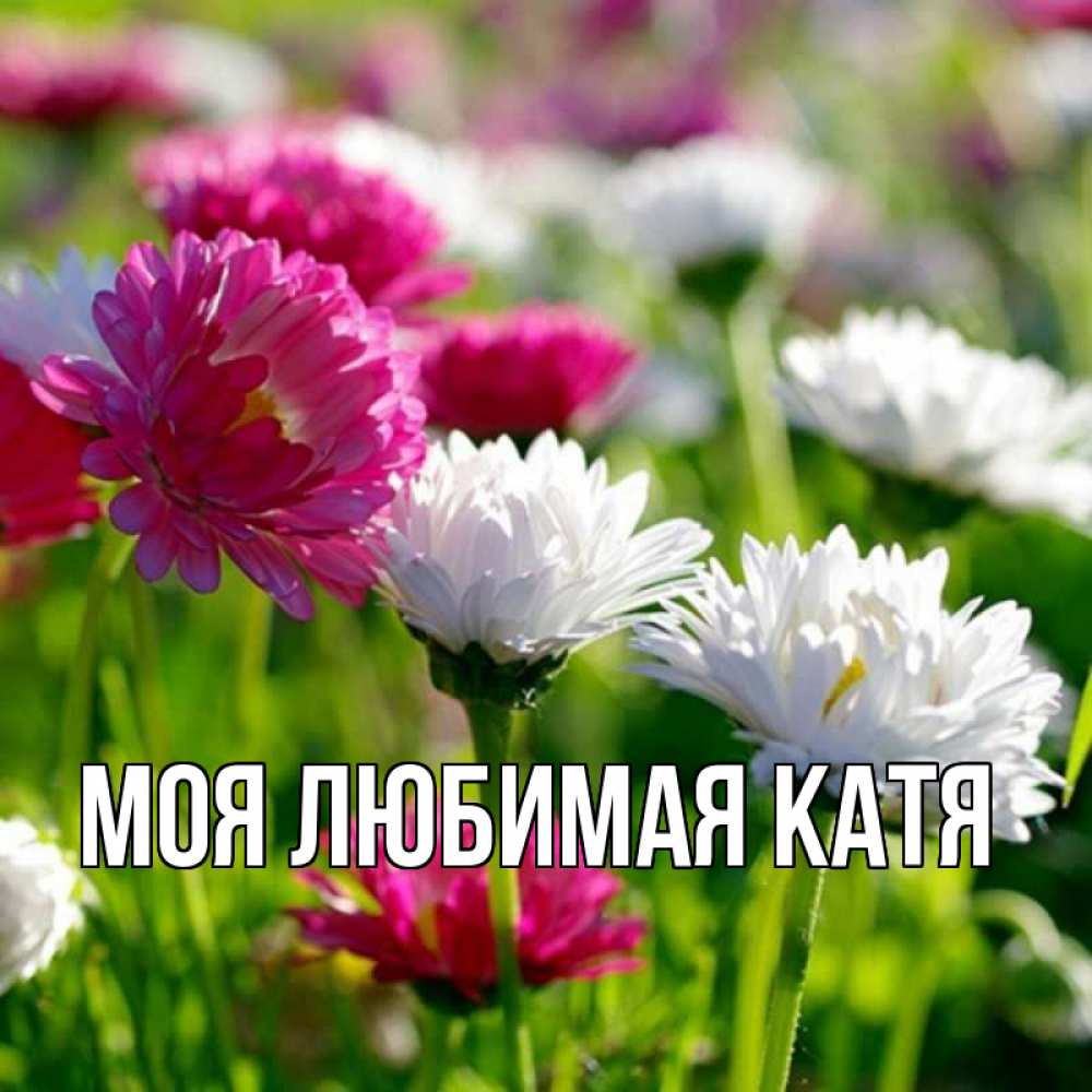 Открытка на каждый день с именем, Моя-любимая-Катя Главная праздник весны наурыз красота Прикольная открытка с пожеланием онлайн скачать бесплатно 