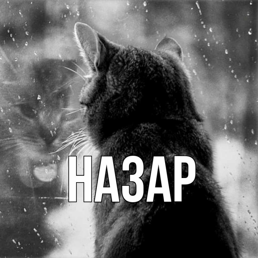 Открытка на каждый день с именем, Назар Главная отражение кота 1 Прикольная открытка с пожеланием онлайн скачать бесплатно 