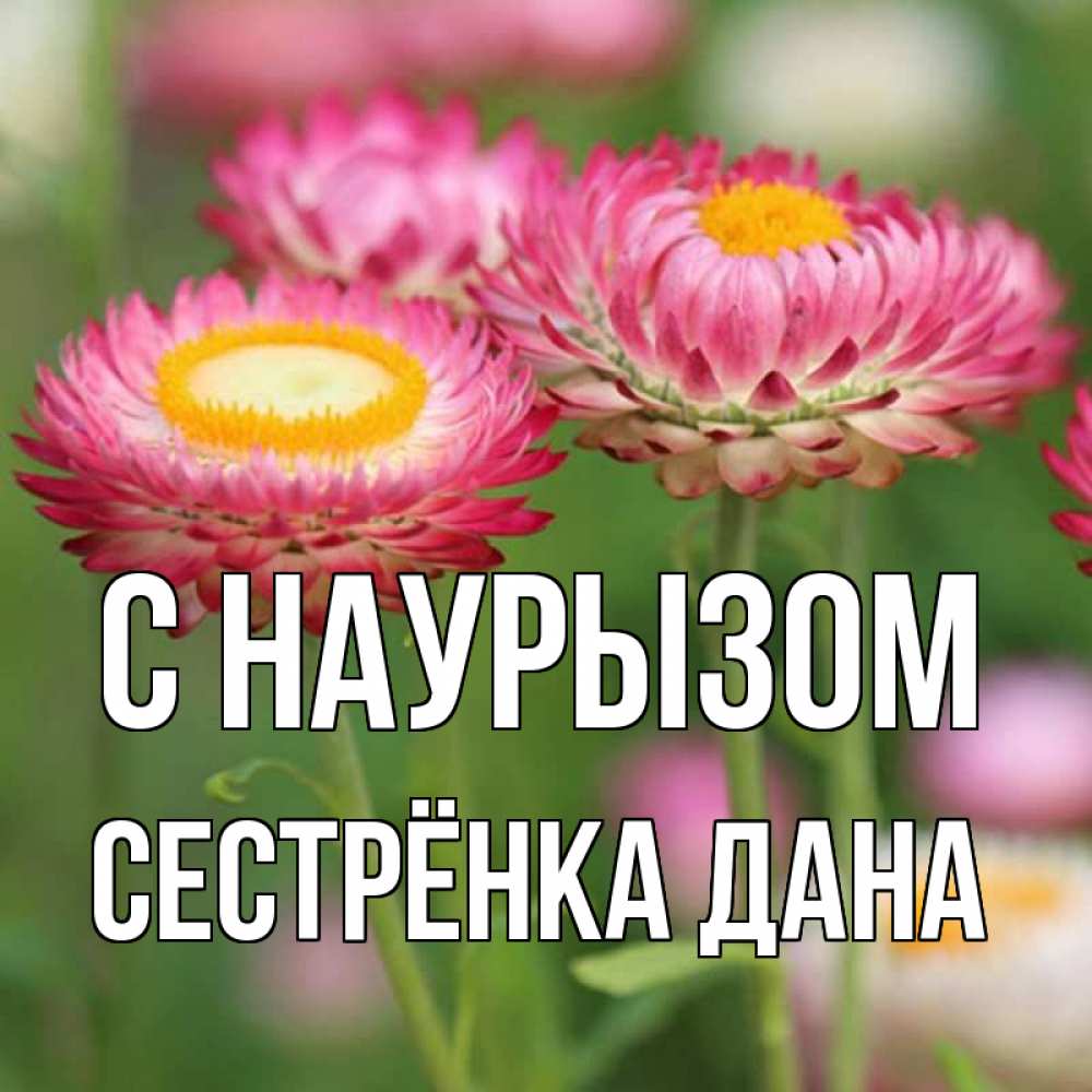 Открытка на каждый день с именем, Сестрёнка-Дана С наурызом подарок на международный женский день Прикольная открытка с пожеланием онлайн скачать бесплатно 