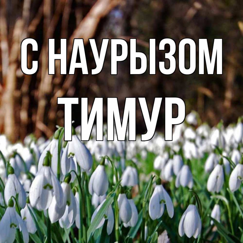 Открытка на каждый день с именем, Тимур С наурызом с подснежниками 1 Прикольная открытка с пожеланием онлайн скачать бесплатно 