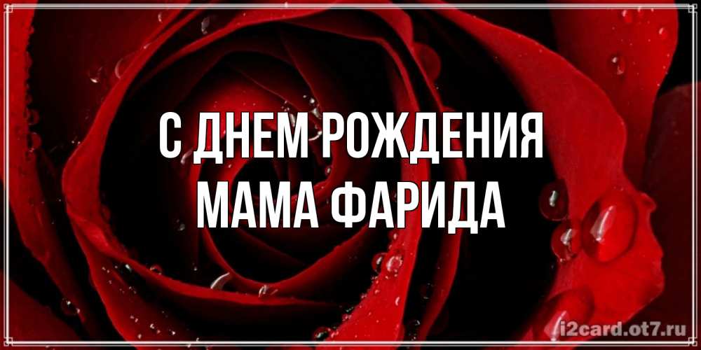 Открытка на каждый день с именем, Мама-Фарида С днем рождения крупная бордовая роза Прикольная открытка с пожеланием онлайн скачать бесплатно 