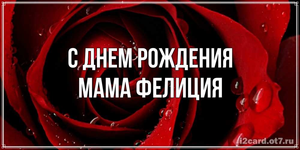 Открытка на каждый день с именем, Мама-Фелиция С днем рождения крупная бордовая роза Прикольная открытка с пожеланием онлайн скачать бесплатно 