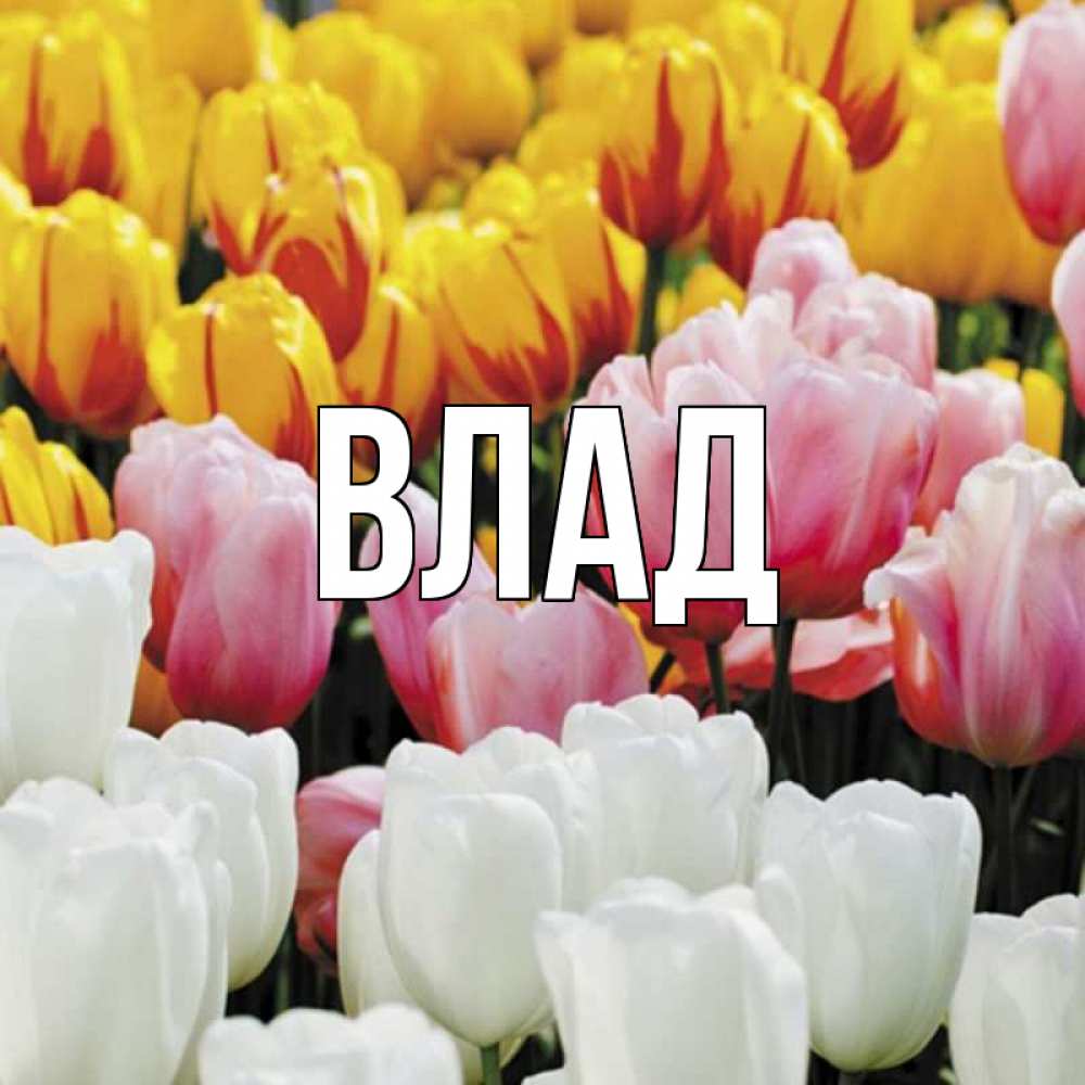 Открытка на каждый день с именем, Влад Главная разноцветные цветы Прикольная открытка с пожеланием онлайн скачать бесплатно 