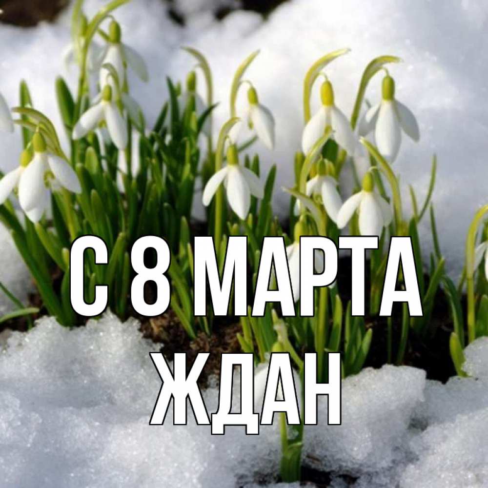 Открытка на каждый день с именем, Ждан С 8 марта цветы весенние Прикольная открытка с пожеланием онлайн скачать бесплатно 