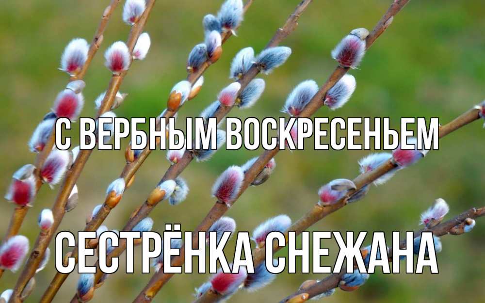 Открытка на каждый день с именем, Сестрёнка-Снежана С вербным воскресеньем верба Прикольная открытка с пожеланием онлайн скачать бесплатно 