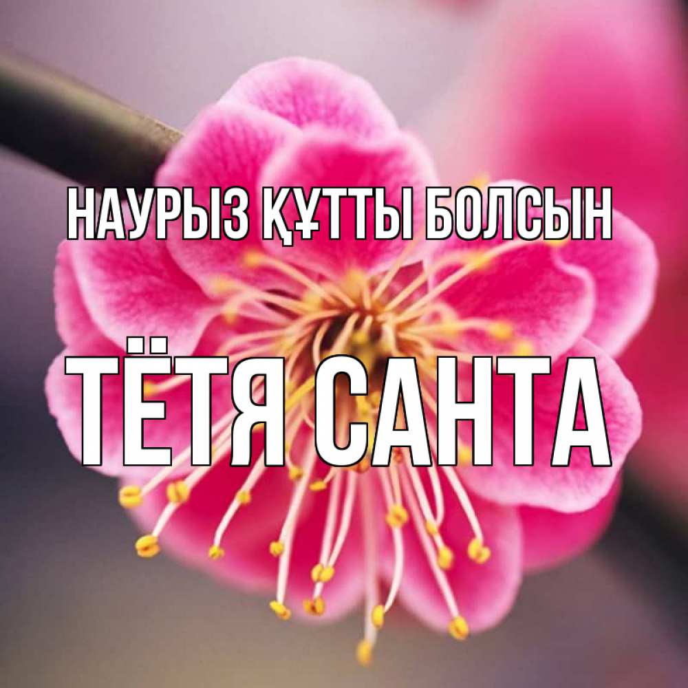 Открытка на каждый день с именем, Тётя-Санта Наурыз құтты болсын цветы Прикольная открытка с пожеланием онлайн скачать бесплатно 