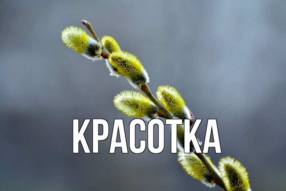 Открытка на каждый день с именем, красотка Главная верба Прикольная открытка с пожеланием онлайн скачать бесплатно 