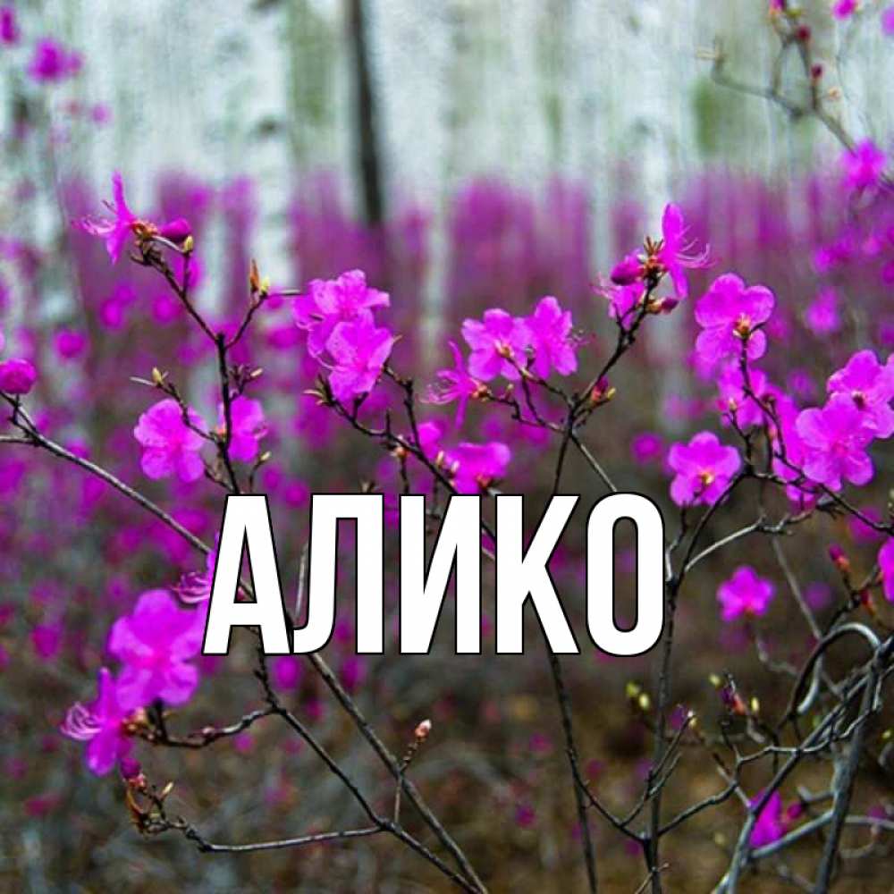 имя лапка. имя лапка. день ангела галины. имя лапка. с днём рождения лапка.