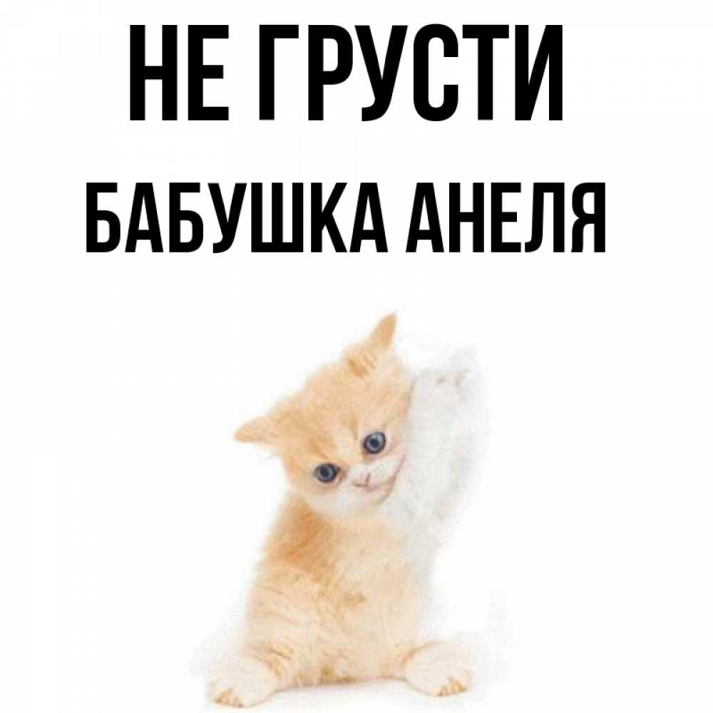 Открытка на каждый день с именем, Бабушка-Анеля Не грусти просящий кот Прикольная открытка с пожеланием онлайн скачать бесплатно 