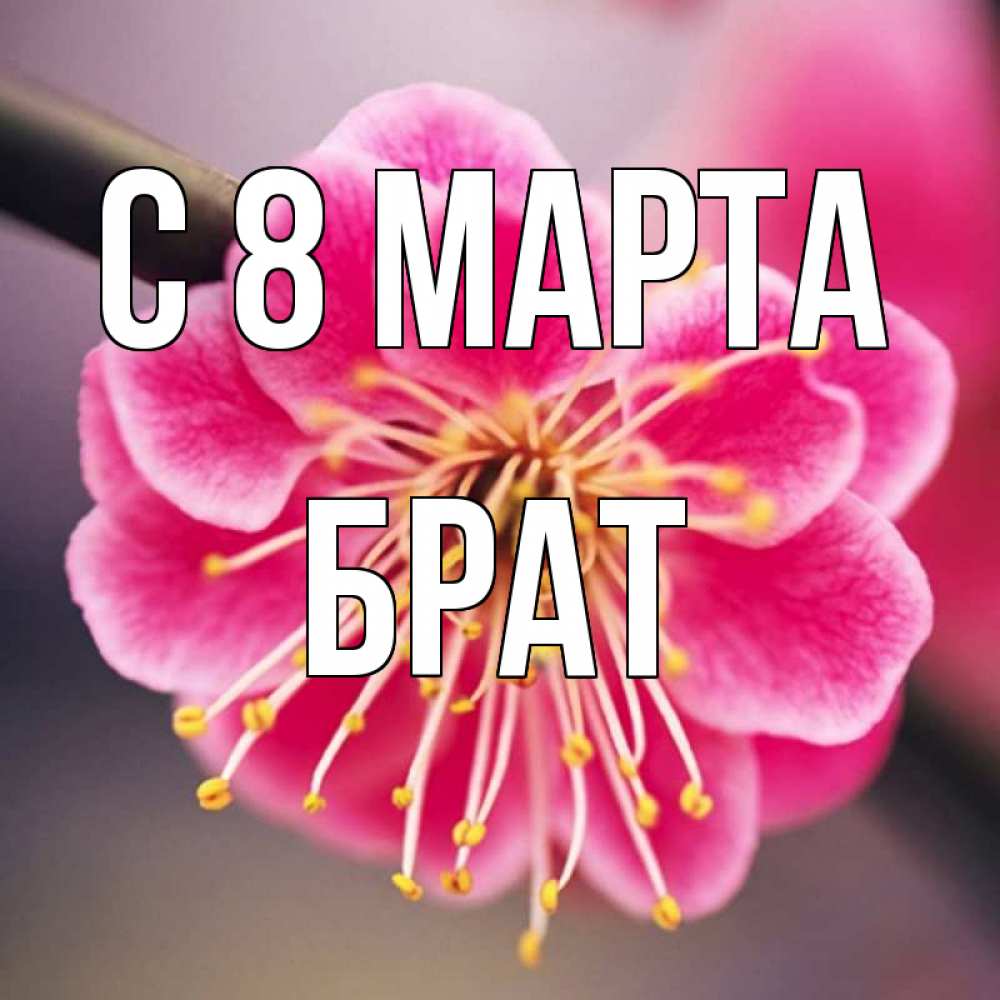 Открытка на каждый день с именем, Брат С 8 марта цветы Прикольная открытка с пожеланием онлайн скачать бесплатно 