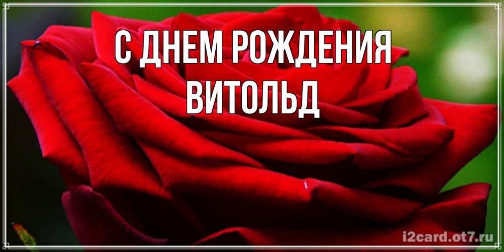Открытка на каждый день с именем, Витольд С днем рождения розочка очень красивая Прикольная открытка с пожеланием онлайн скачать бесплатно 
