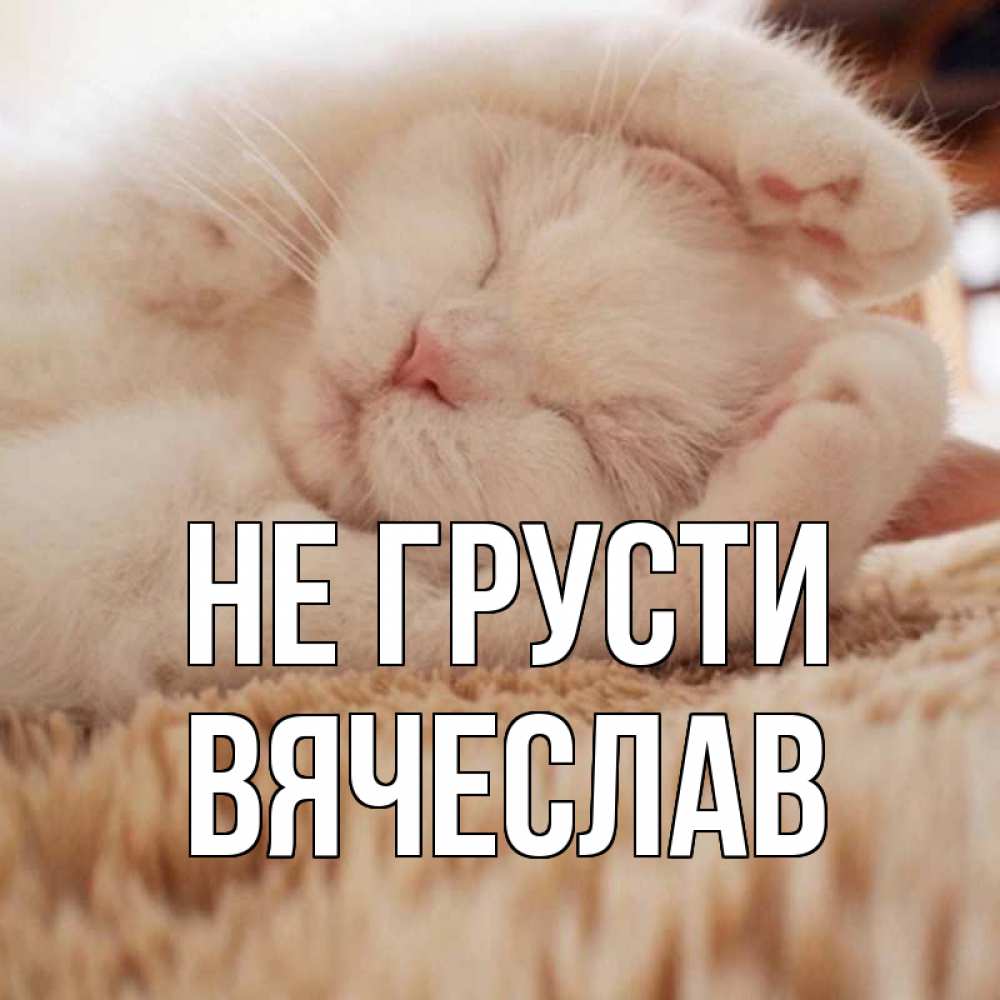 Открытка на каждый день с именем, Вячеслав Не грусти белый кот Прикольная открытка с пожеланием онлайн скачать бесплатно 