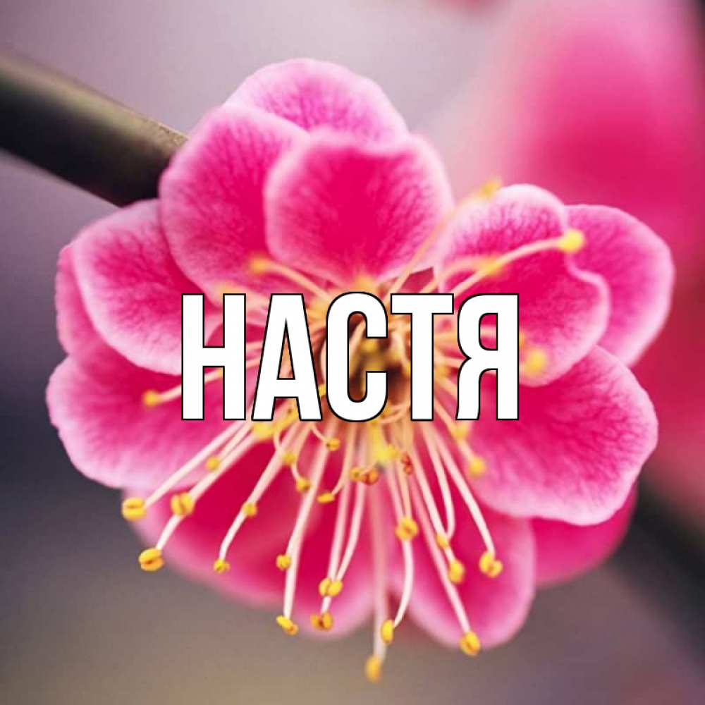Открытка на каждый день с именем, Настя Главная цветы Прикольная открытка с пожеланием онлайн скачать бесплатно 