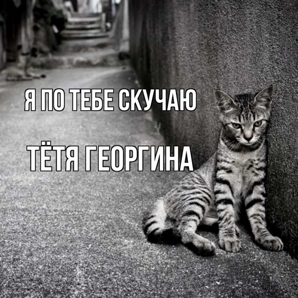 Открытка на каждый день с именем, Тётя-Георгина Я по тебе скучаю одиноко котику Прикольная открытка с пожеланием онлайн скачать бесплатно 