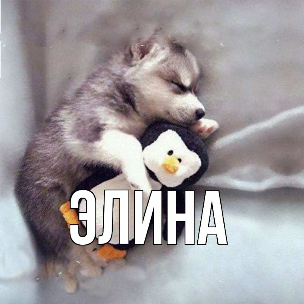 Открытка на каждый день с именем, Элина Главная обнимашки щенка и пингвина Прикольная открытка с пожеланием онлайн скачать бесплатно 