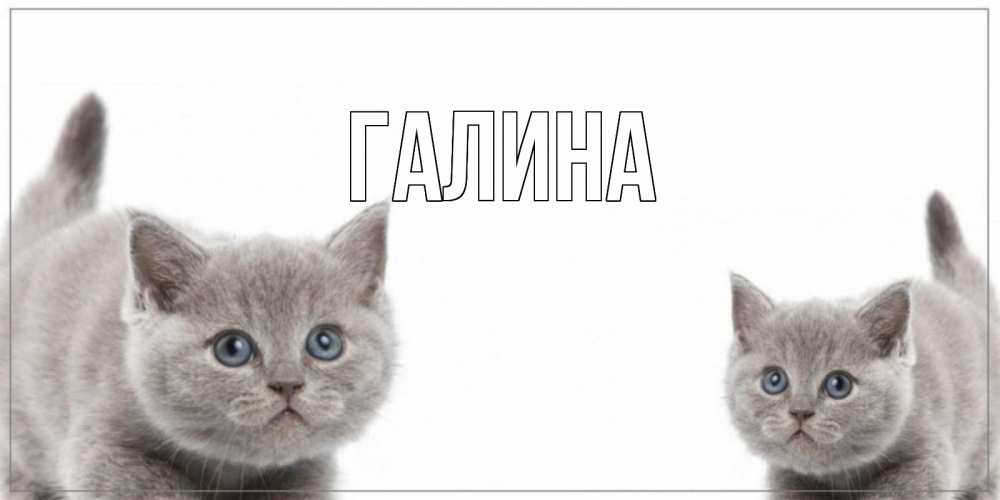 Открытка на каждый день с именем, Галина Главная коты Прикольная открытка с пожеланием онлайн скачать бесплатно 
