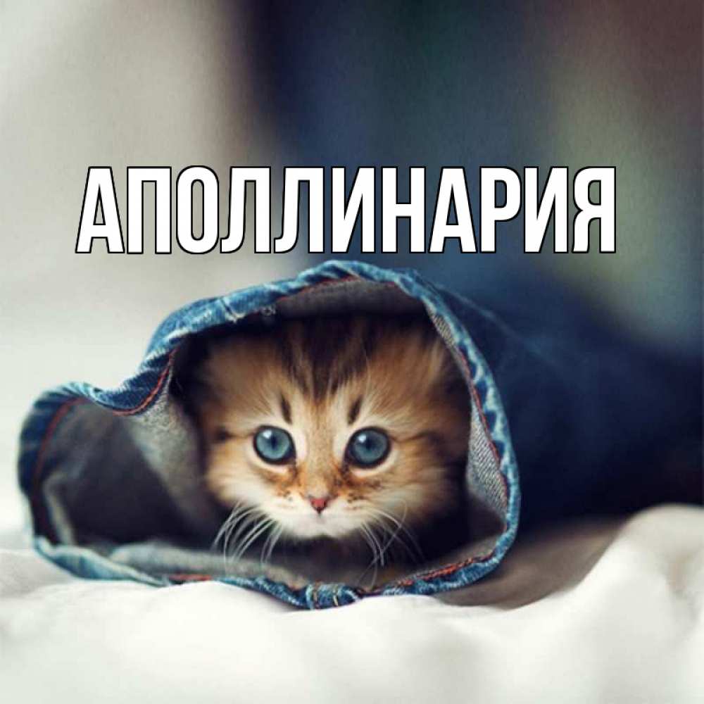 Открытка на каждый день с именем, Аполлинария Главная кот в одежде Прикольная открытка с пожеланием онлайн скачать бесплатно 