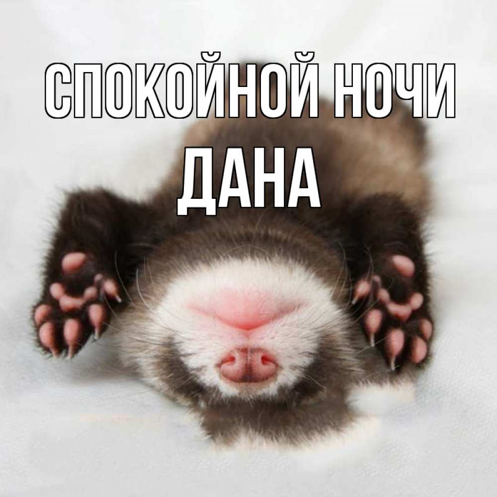 Открытка на каждый день с именем, Дана Спокойной ночи зверек Прикольная открытка с пожеланием онлайн скачать бесплатно 