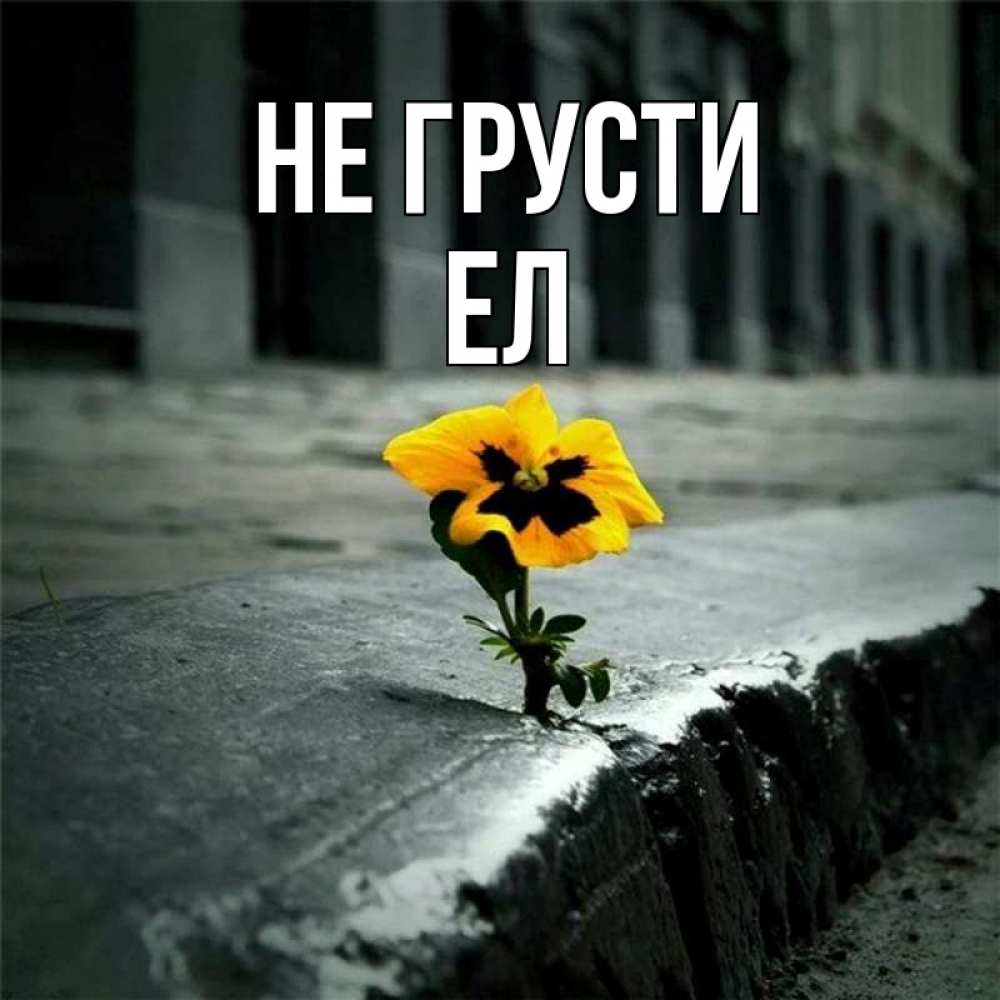 Одинокий цветок