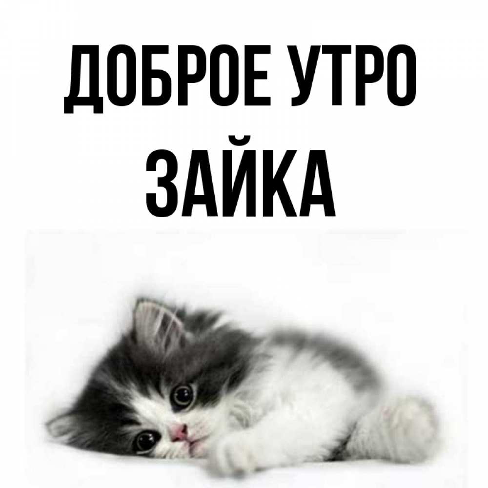 С добрым утром зайка картинки прикольные
