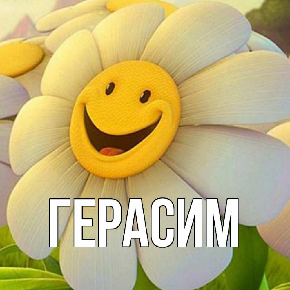 Открытка на каждый день с именем, Герасим Главная огромная улыбающаяся ромашуща Прикольная открытка с пожеланием онлайн скачать бесплатно 