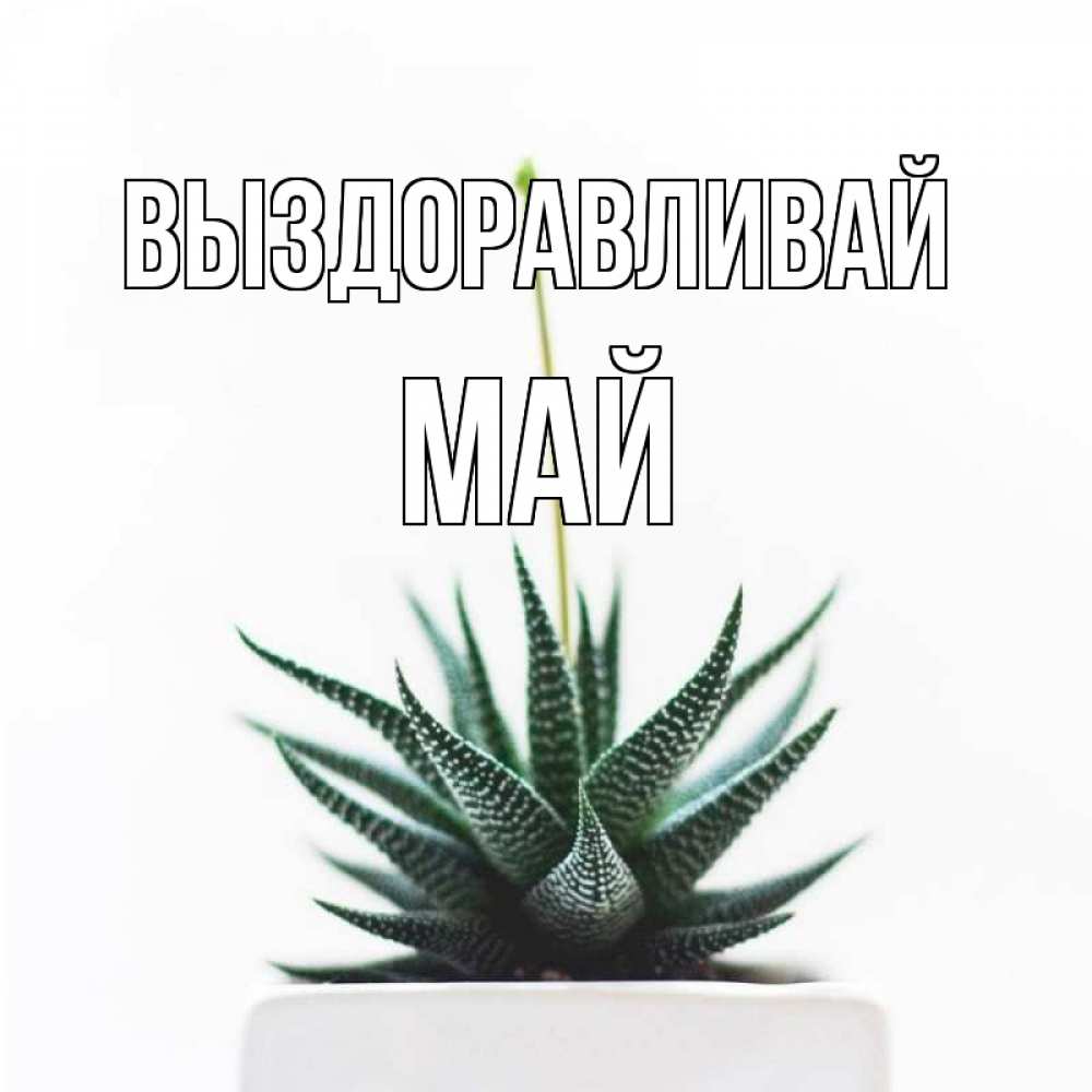 Открытка на каждый день с именем, Май Выздоравливай короче это непонятная колючка Прикольная открытка с пожеланием онлайн скачать бесплатно 