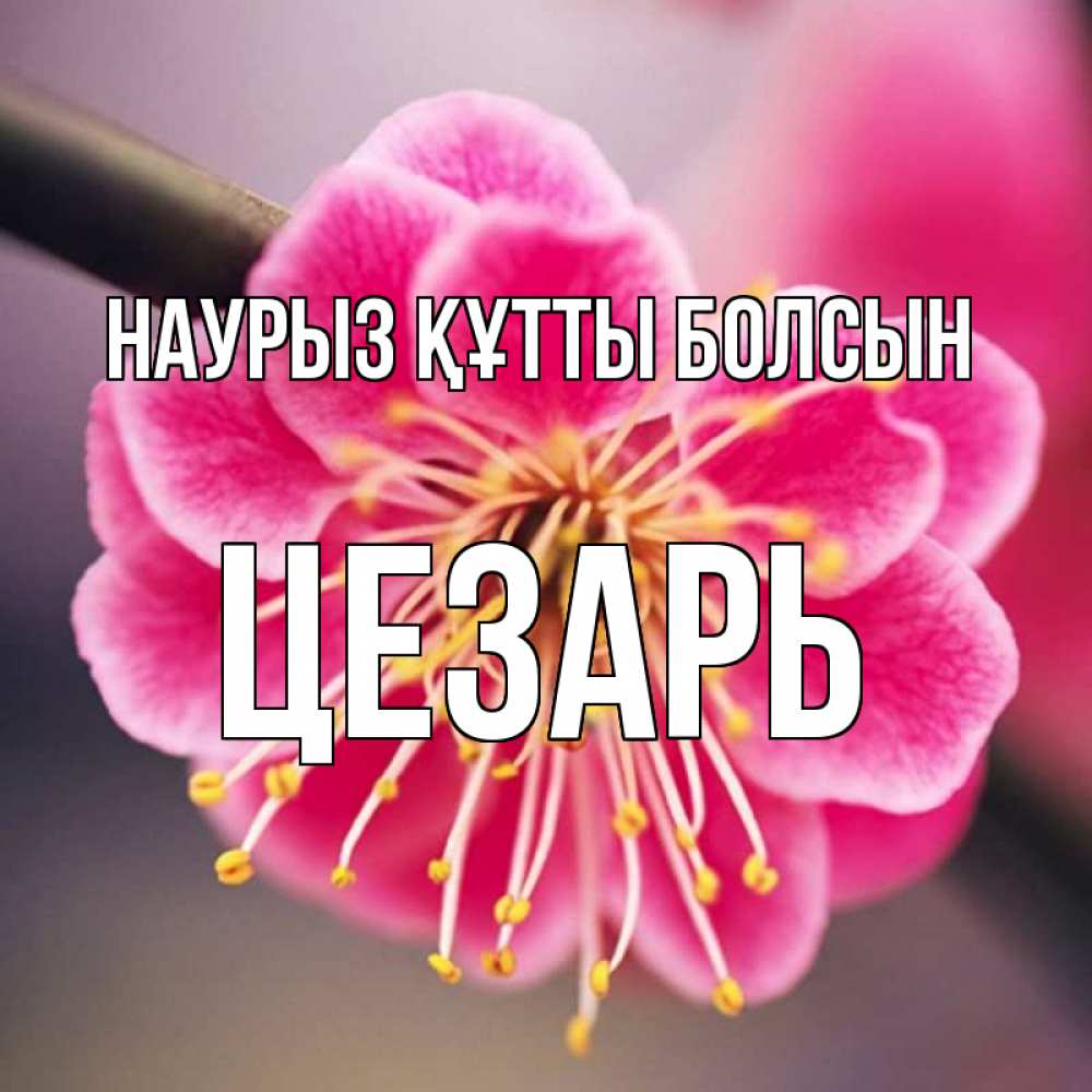 Открытка на каждый день с именем, Цезарь Наурыз құтты болсын цветы Прикольная открытка с пожеланием онлайн скачать бесплатно 