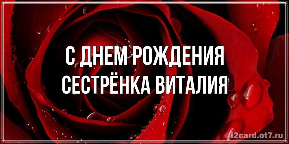 Открытка на каждый день с именем, Сестрёнка-Виталия С днем рождения крупная бордовая роза Прикольная открытка с пожеланием онлайн скачать бесплатно 