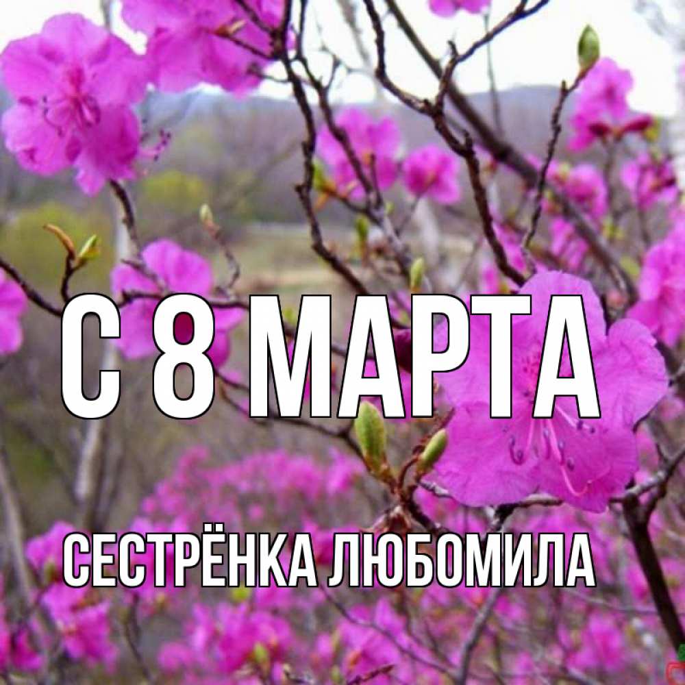 Открытка на каждый день с именем, Сестрёнка-Любомила С 8 МАРТА международный женский день Прикольная открытка с пожеланием онлайн скачать бесплатно 
