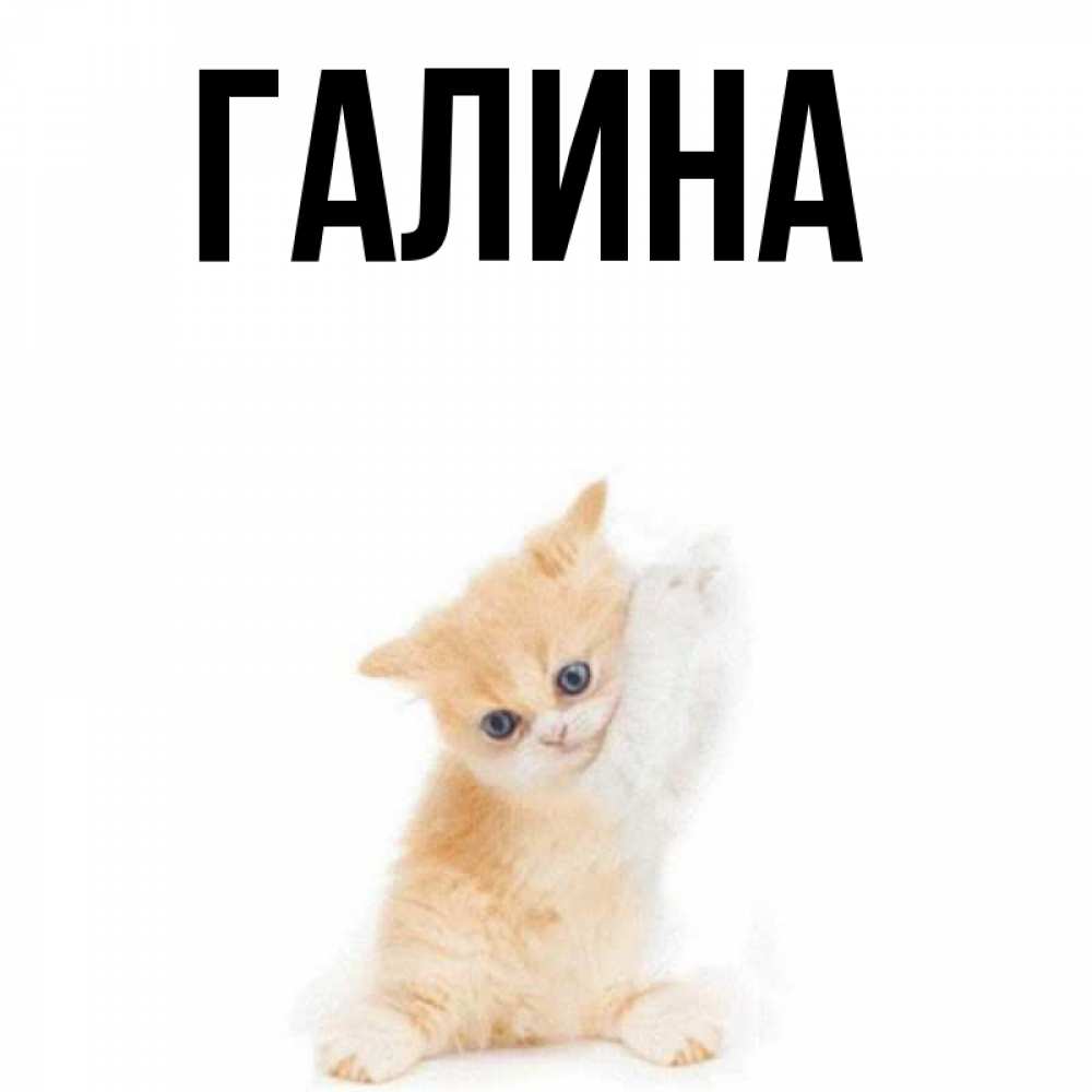 Открытка на каждый день с именем, Галина Главная просящий кот Прикольная открытка с пожеланием онлайн скачать бесплатно 