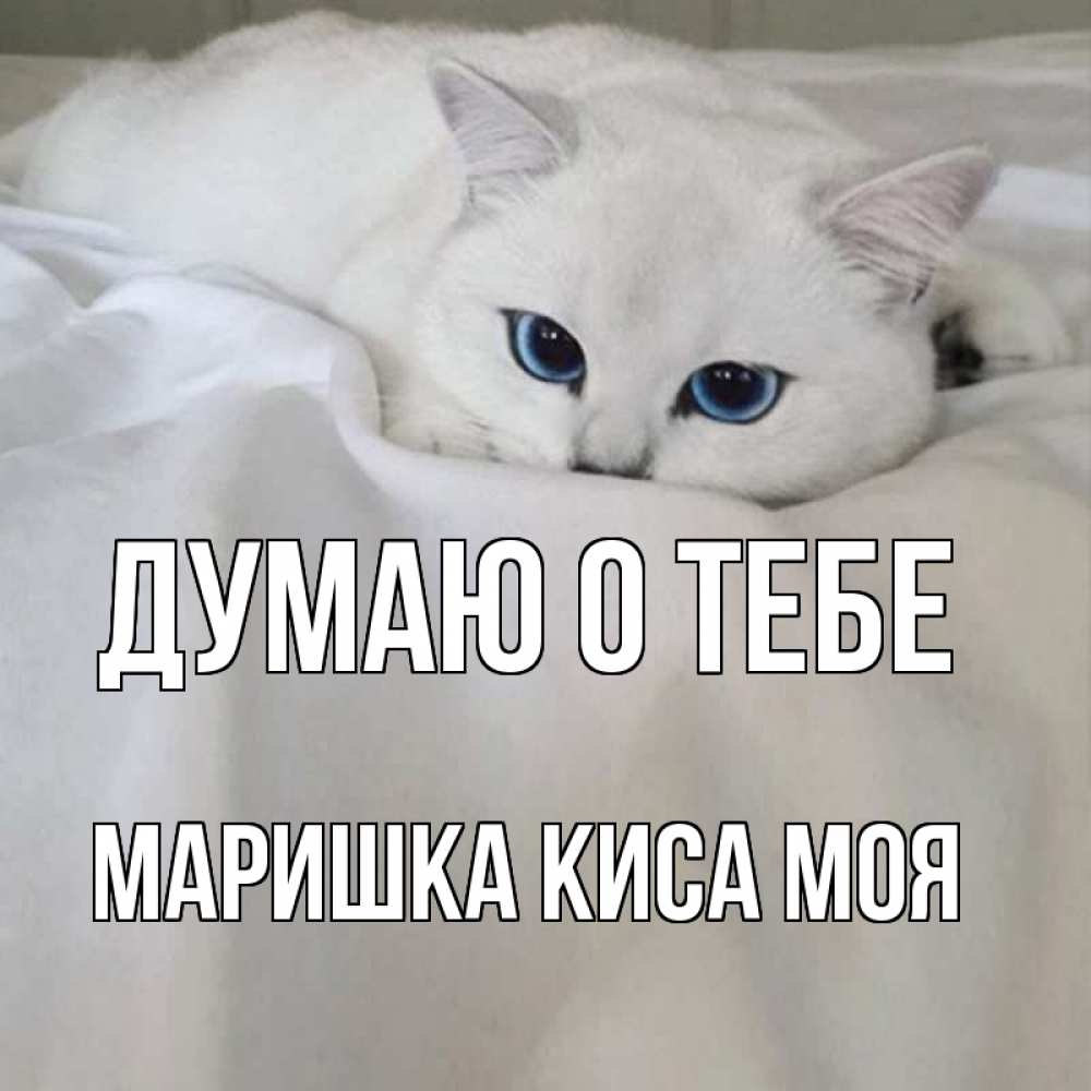 Моя киса картинки