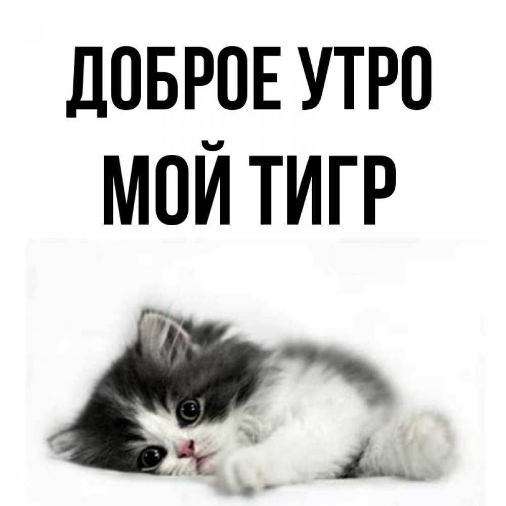 Доброе утро мой тигр картинки