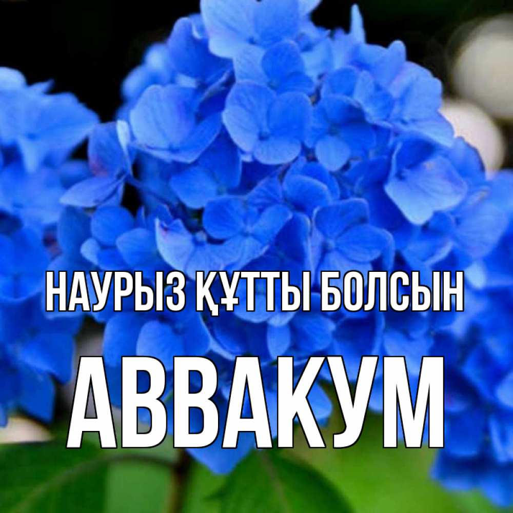 Открытка на каждый день с именем, Аввакум Наурыз құтты болсын синие цветы Прикольная открытка с пожеланием онлайн скачать бесплатно 