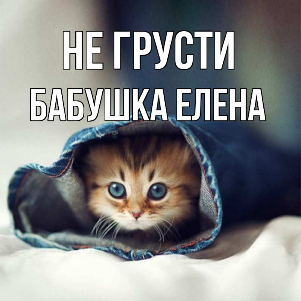 Открытка на каждый день с именем, Бабушка-Елена Не грусти кот в одежде Прикольная открытка с пожеланием онлайн скачать бесплатно 