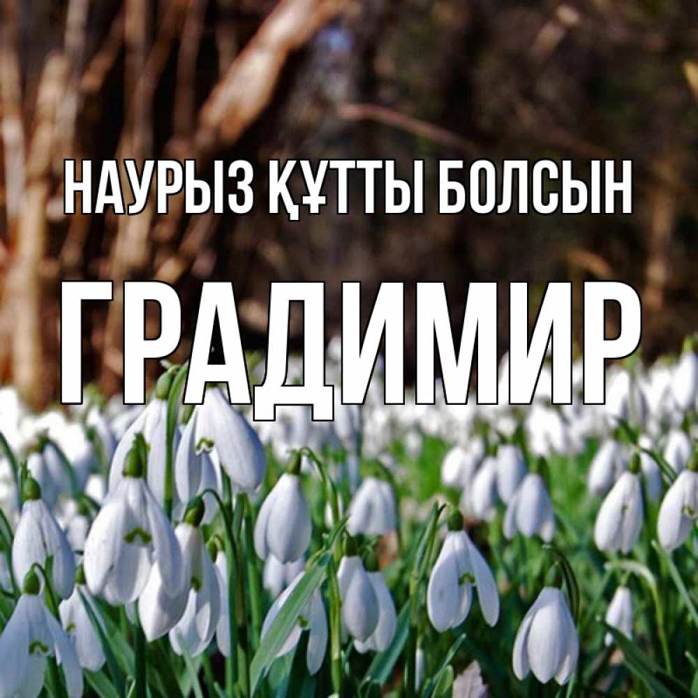Открытка на каждый день с именем, Градимир Наурыз құтты болсын с подснежниками 1 Прикольная открытка с пожеланием онлайн скачать бесплатно 
