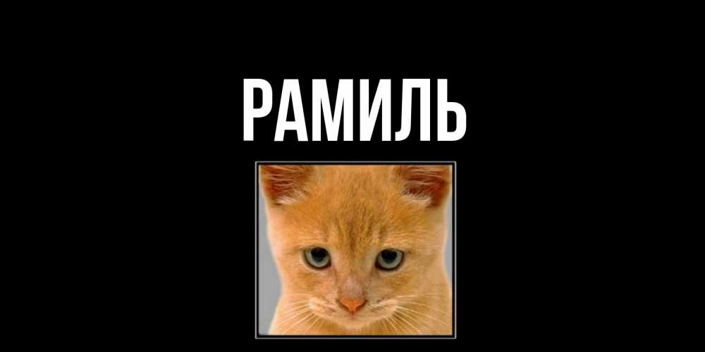 Открытка на каждый день с именем, Рамиль Главная рыжий грустный кот просит прощения Прикольная открытка с пожеланием онлайн скачать бесплатно 