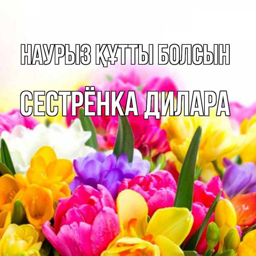 Открытка на каждый день с именем, Сестрёнка-Дилара Наурыз құтты болсын тюльпаны Прикольная открытка с пожеланием онлайн скачать бесплатно 