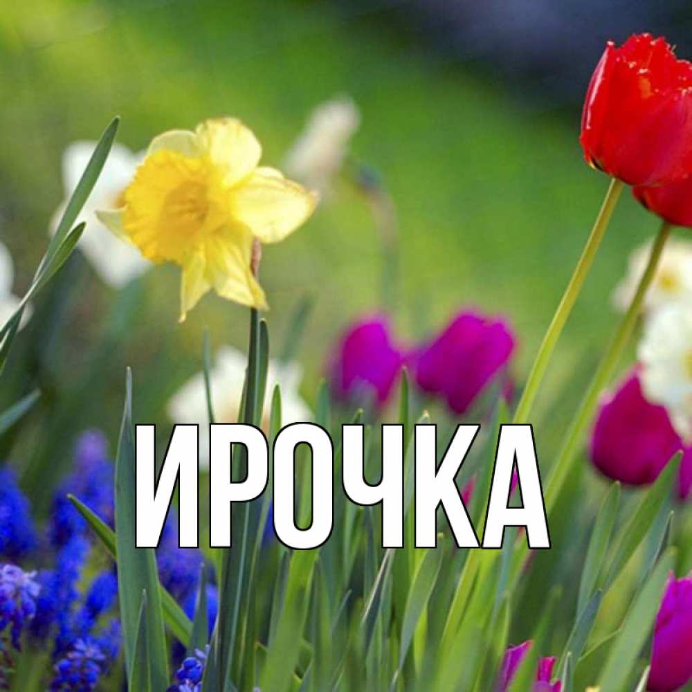 Картинка  с именем , ирочка