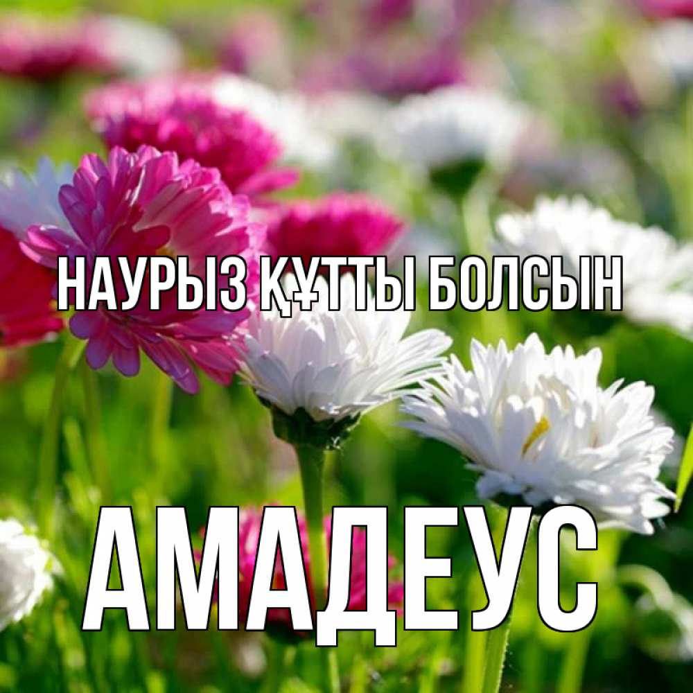 Открытка на каждый день с именем, Амадеус Наурыз құтты болсын наурыз Прикольная открытка с пожеланием онлайн скачать бесплатно 