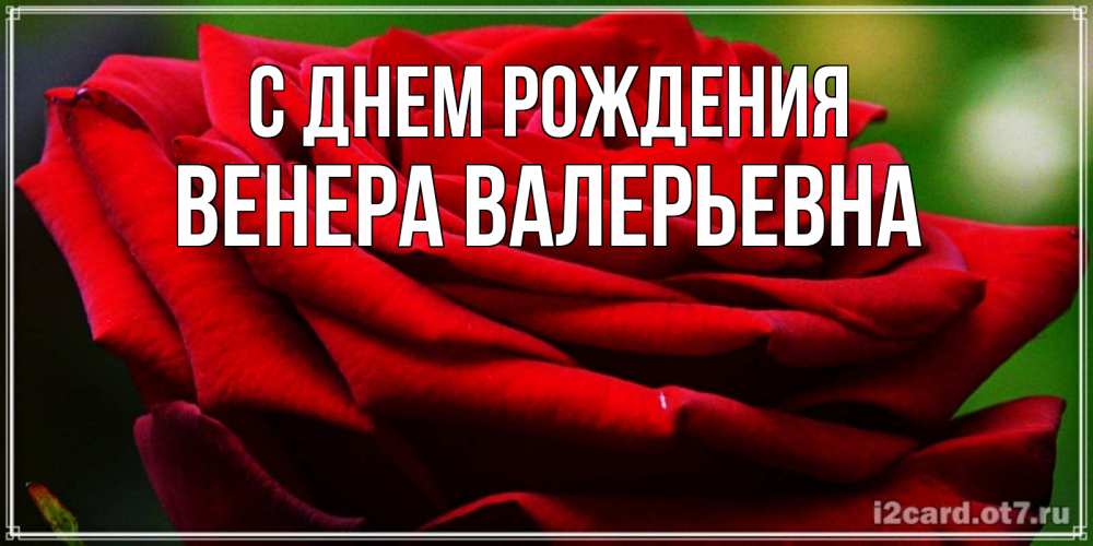 Открытка на каждый день с именем, Венера-Валерьевна С днем рождения розочка очень красивая Прикольная открытка с пожеланием онлайн скачать бесплатно 
