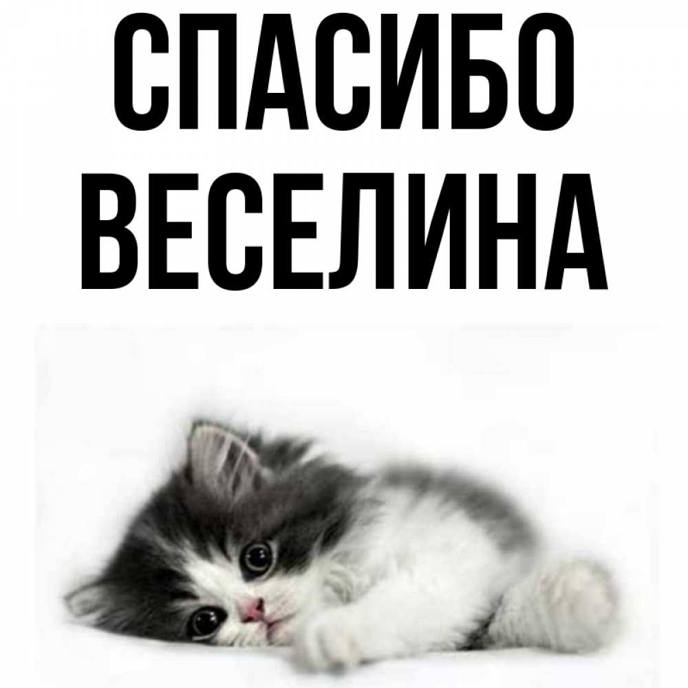 Открытка на каждый день с именем, Веселина Спасибо черный и белый кот Прикольная открытка с пожеланием онлайн скачать бесплатно 