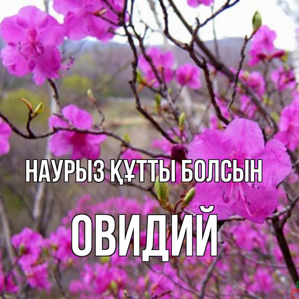 Открытка на каждый день с именем, Овидий Наурыз құтты болсын наурыз мейрамы кутты болсын Прикольная открытка с пожеланием онлайн скачать бесплатно 