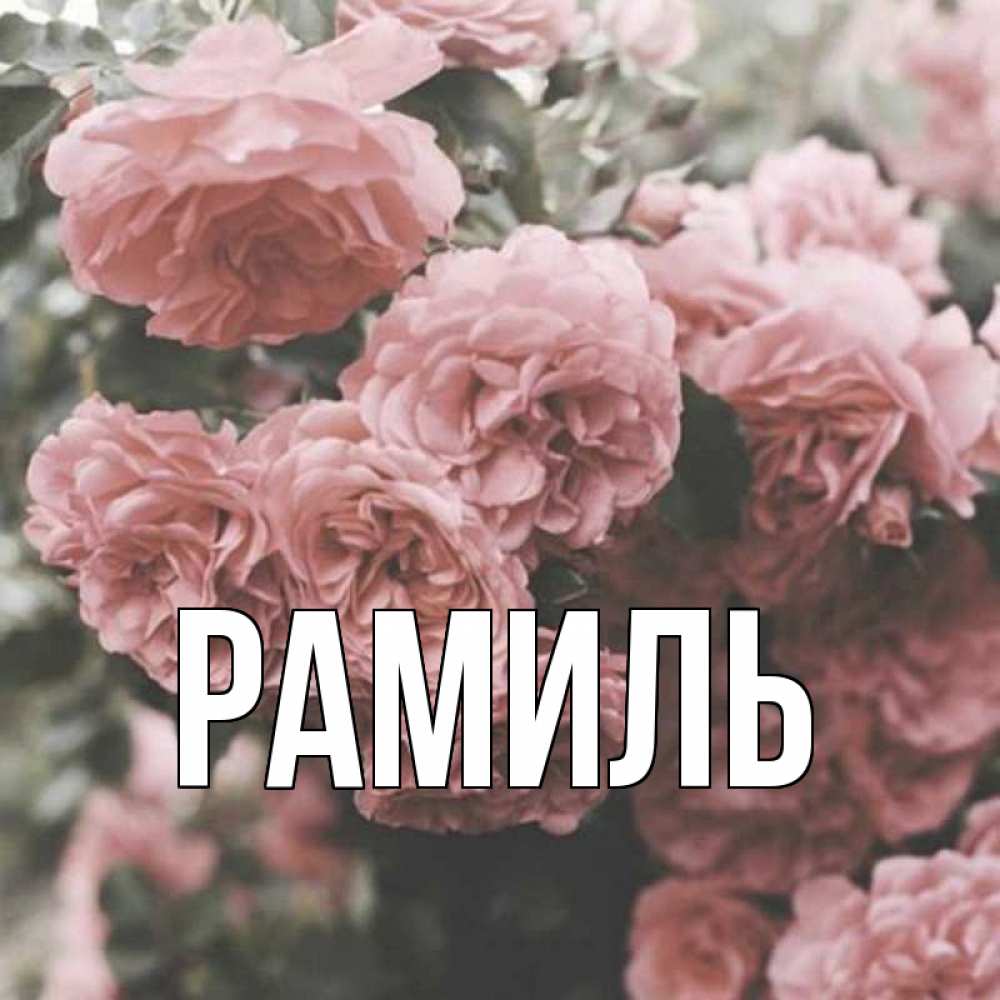 Открытка на каждый день с именем, Рамиль Главная розы 3 Прикольная открытка с пожеланием онлайн скачать бесплатно 