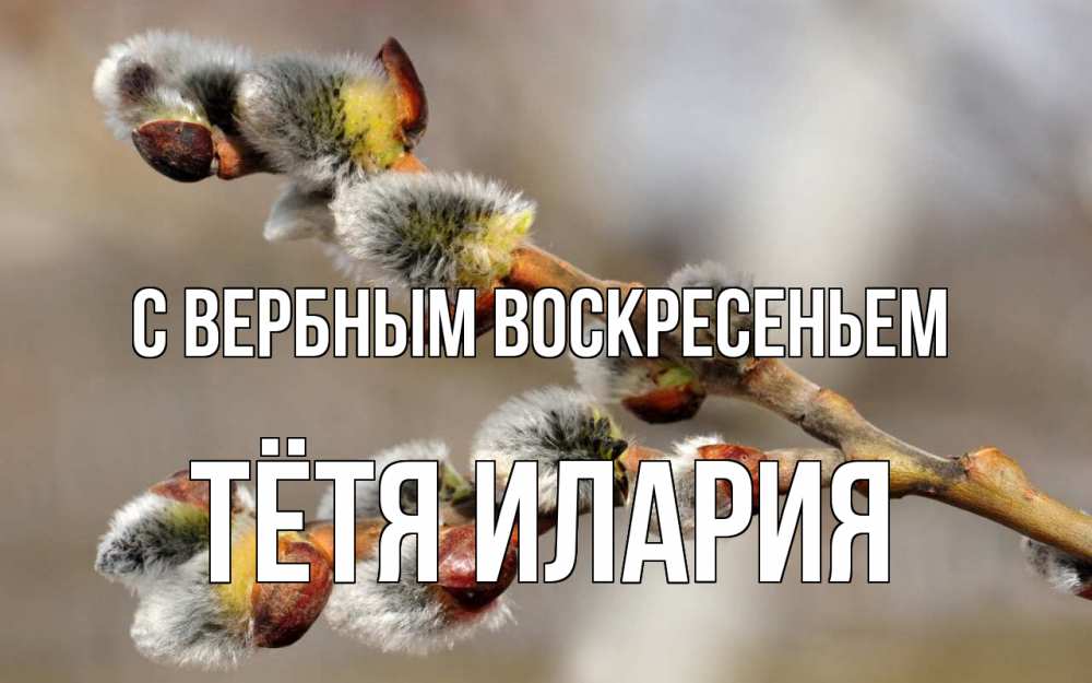 Открытка на каждый день с именем, Тётя-Илария С вербным воскресеньем Верба Прикольная открытка с пожеланием онлайн скачать бесплатно 