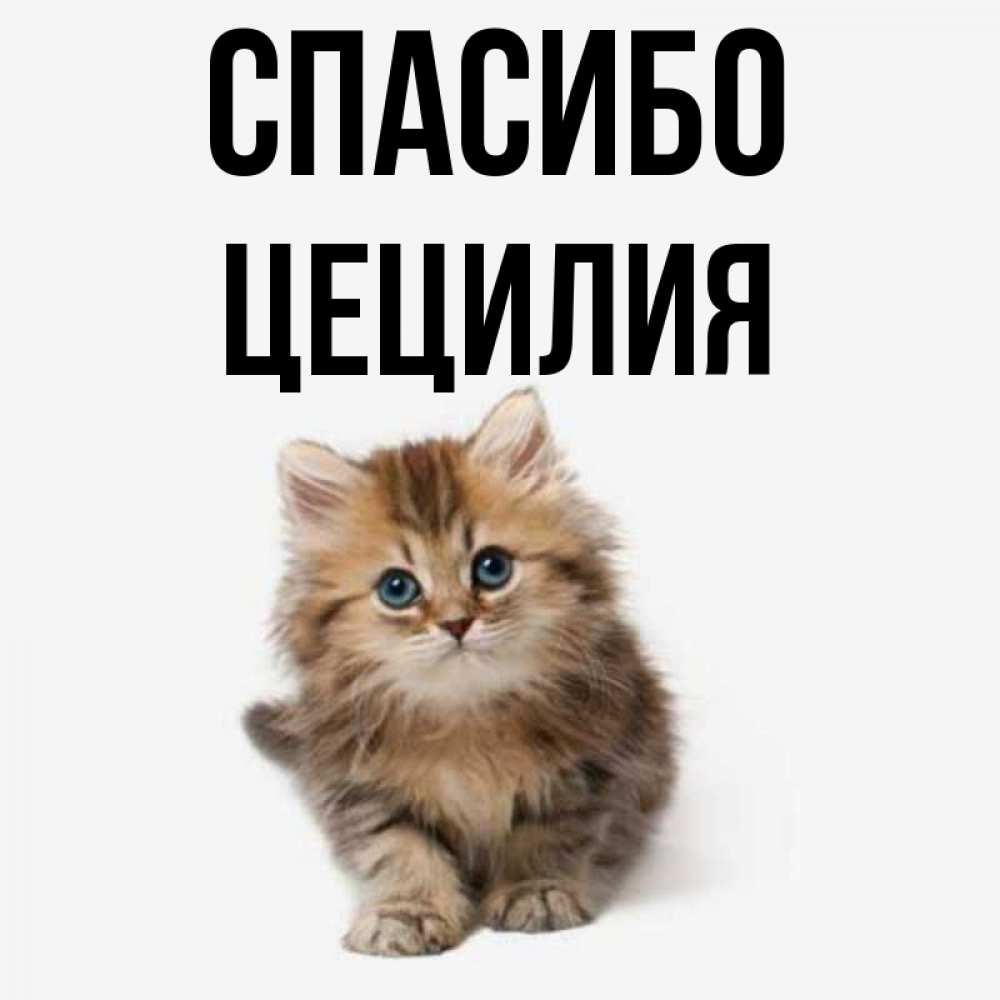 Открытка на каждый день с именем, Цецилия Спасибо пушистый котик Прикольная открытка с пожеланием онлайн скачать бесплатно 